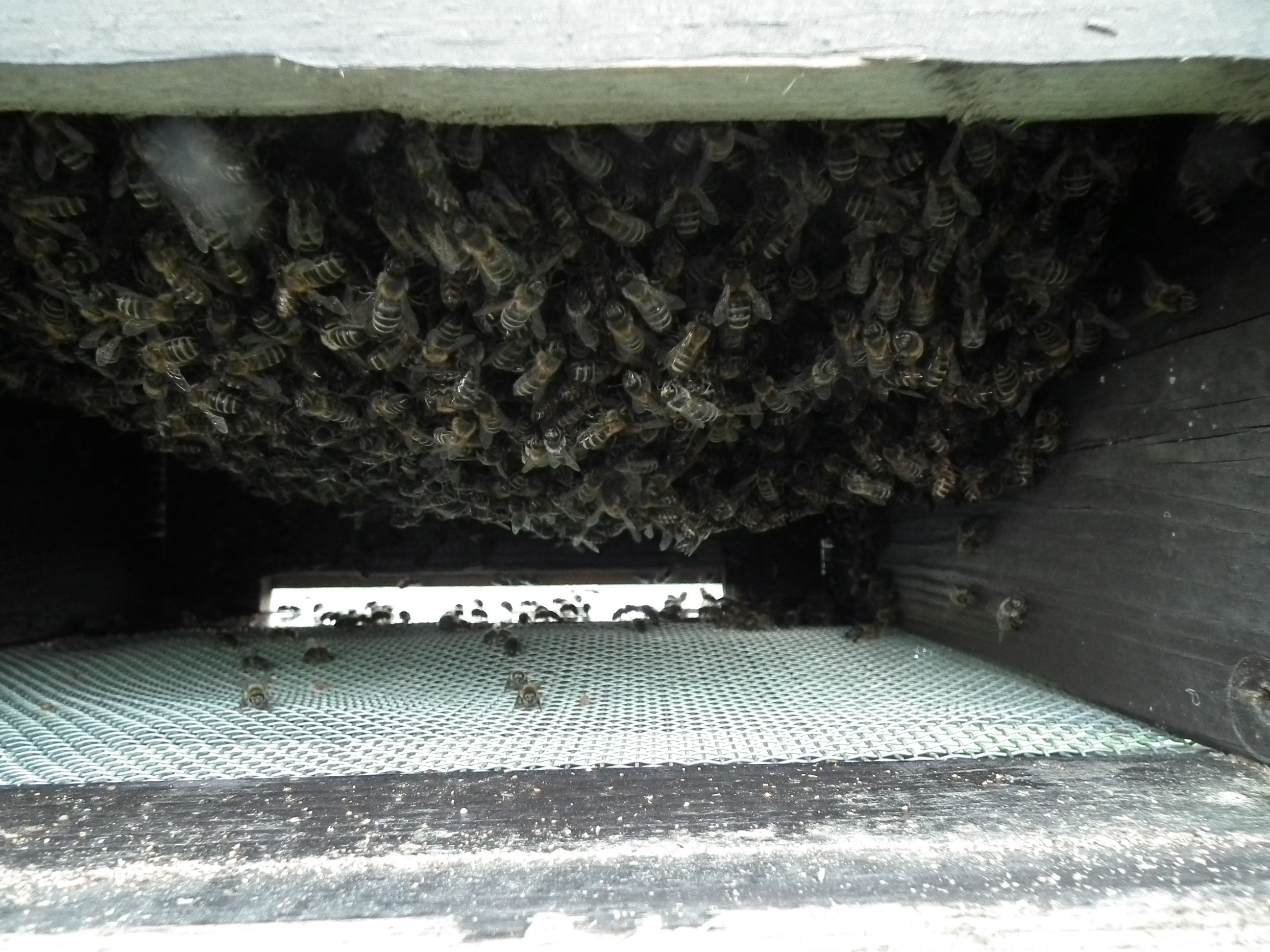 včely 115